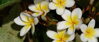 ficus flowers