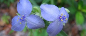 tradescantia flowers