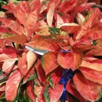 Aglaonema flower - secrets of proper cultivation and care