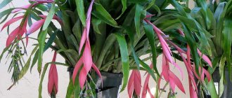 Billbergia drooping flower