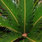 Cycas flower