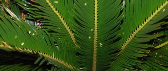 Cycas flower