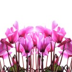 Cyclamen flower