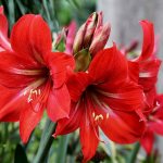 Hippeastrum flower: catalog of species and varieties, care features