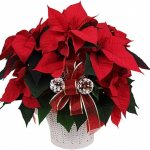 Flower &quot;red leaf&quot; Christmas star