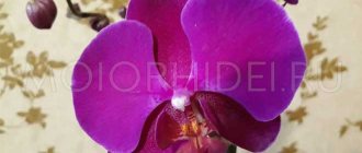 Orchid flower