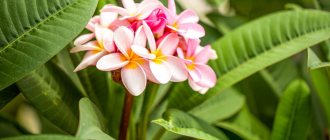 plumeria flower