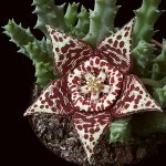 Stapelia flower