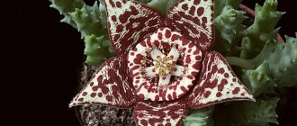 Stapelia flower