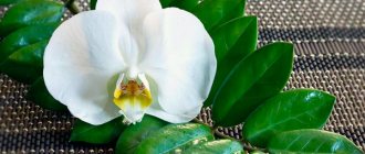 zamioculcas flower