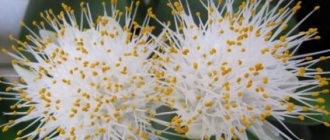 bunny ears flower