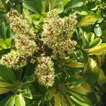 Blooming Schefflera