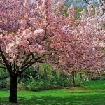 flowering trees in the garden