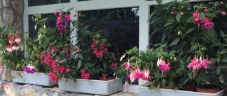 Blooming fuchsias in a pot