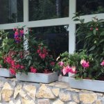 Blooming fuchsias in a pot