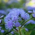 Blooming ageratum