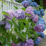 flowering bush