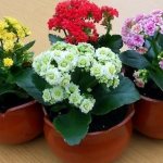 Kalanchoe blooms