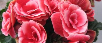 Begonia elatior flowers