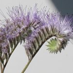 Phacelia flowers