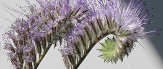 Phacelia flowers