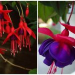 Fuchsia flowers