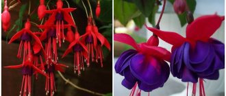 Fuchsia flowers