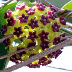 Hoya flowers