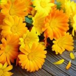 Calendula flowers