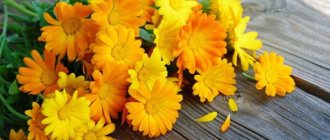 Calendula flowers