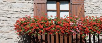 Flowers on the balcony, sunny side