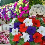 Petunia flowers