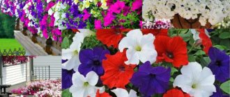 Petunia flowers