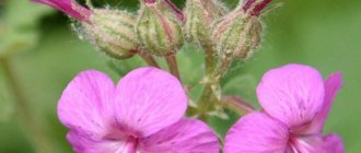 flowers of garden large-rhizome geranium