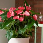 Flowers in a pot as a housewarming gift