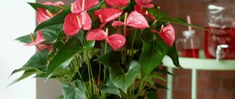 Flowers in a pot as a housewarming gift