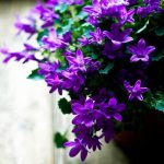 Flowers in a pot