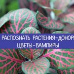 Цветы-вампиры. Как распознать растения - доноры и цветы - вампиры.