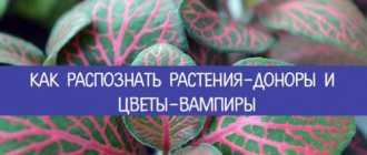 Цветы-вампиры. Как распознать растения - доноры и цветы - вампиры.