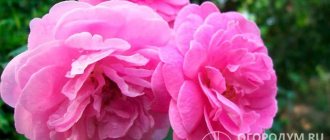 Damask roses are famous for their amazingly beautiful lush flowers, wide palette of colors and extraordinary fragrant aroma