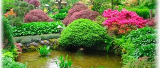 Ornamental plants