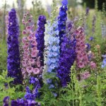 delphinium