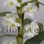 dendrobium, Dendrobium