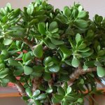 Money tree Crassula - description of the plant, how to plant it correctly and carry out further care