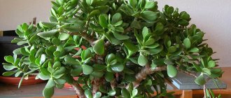 Money tree Crassula - description of the plant, how to plant it correctly and carry out further care