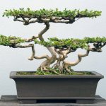 Bonsai tree - what is it, can it be kept at home, which tree to choose, the right pot and soil