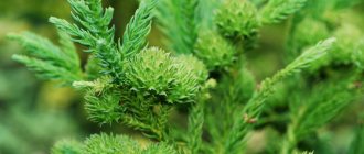 cryptomeria japonica tree