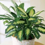 Dieffenbachia is a popular indoor plant that is characterized by its fast growth and bright green leaves.