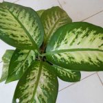 Dieffenbachia at home