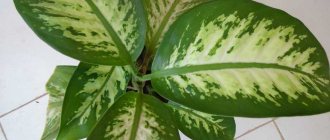 Dieffenbachia at home